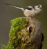 LONG TAILED TIT REF LTT 5