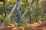 Three Silver Birch