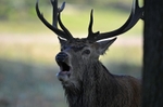 Red Deer