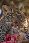 Leopard cub on kill