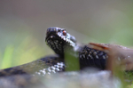 Adder, Vipera berus, Somerset_AD_0012
