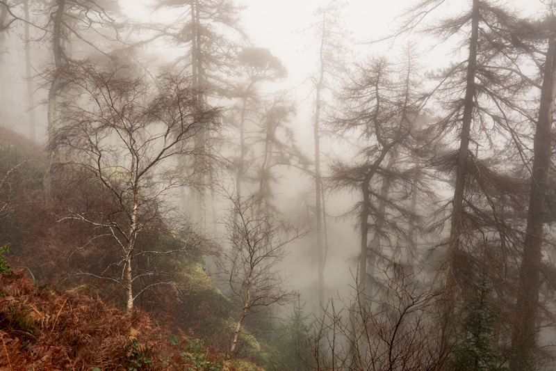 Sliver Birch