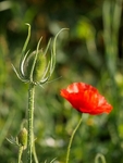 Teasel & Poppy