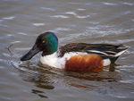 Coastal & Wetland portfolio