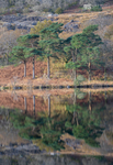 Pines, Llyn Gwynant