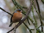 Chaffinch