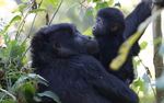 Bwindi (Ruhija)
