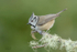 Crested Tit