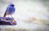 Black Redstart (Male)