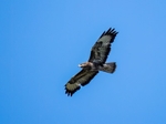 Common Buzzard