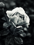 Natures_Grace