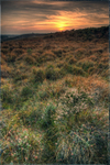 New Forest Sunset