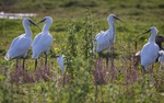Latest ..Spoonbills at Burton Mere Wetlands, Wirral. UK portfolio
