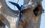 Hyacinth macaws