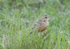 Rosy-breasted Longclaw