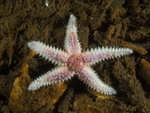 Leptasterias muelleri