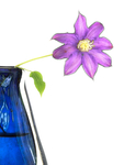 CLEMATIS IN BLUE VASE
