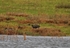 Glossy Ibis