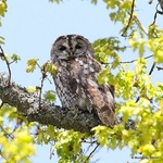 Tawny Owl (Strix aluco)
