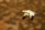 Snow Goose flying, morning sunshine, Bosque del Apache, New Mexico