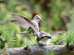 Anna's feeding fledgling - 3
