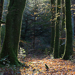 Woods near Glencoe