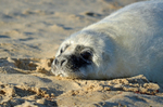 Atlantic Grey Seal