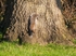 Grey Squirrel
