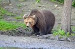 Brown Bear