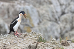 Imperial Shag with nest material, Cape Bougainville, Falklands