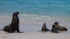 Galapagos Sealion 2