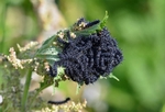 Peacock caterpillars