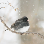 DARK-EYED JUNCO