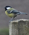 Mum Great Tit looking for her babies by Dave Tobin