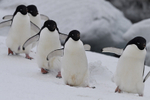 Adelie Penguins