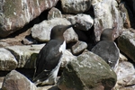 Common Guillemot