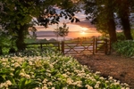 z2397 Wild Garlic Sunrise, Shanklin Down