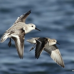 Sanderling (Calidris alba), Little Stint (Calidris minuta)