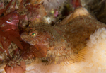 Phrynorhombus norvegicus