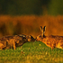 Brown Hares kissing