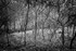 Tree Detail 2