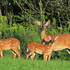 White-tailed Deer Family