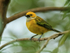 Silver-throated Tanager near feeder, Buena Vista, Costa Rica