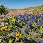 Dyer's alkanet  (Alkanna tinctoria or Alkanna lehmanii)) with Grey Bird’sfoot Trefoil (Lotus cytisoides) 