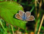 Common Blue