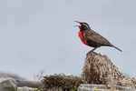 Long Tailed Meadowlark