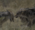 Black-backed Jackal