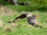 Red Kite