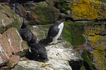 Common Guillemots