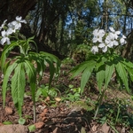 Seven-leaflet Bittercress (Cardamine heptaphylla)